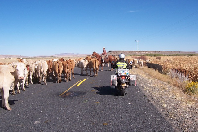 Me
        with cattle